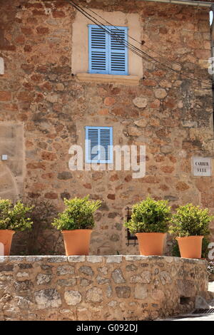 Row of ornamental potted plants Stock Photo