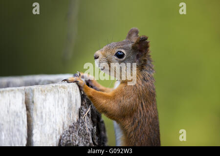 red squirrel on stub Stock Photo
