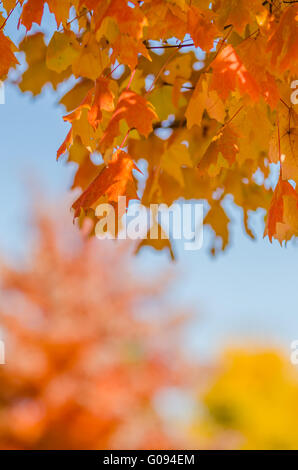 autumn colors within southern city limits in late november Stock Photo