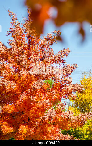 autumn colors within southern city limits in late november Stock Photo