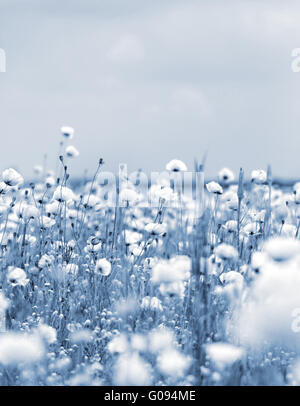 poppies flower meadow and blue sky with clouds landscape Stock Photo ...