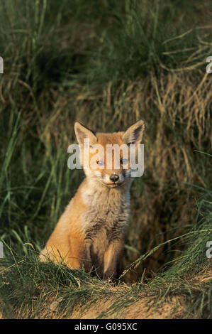 Red Fox kit sitting in front of the burrow Stock Photo