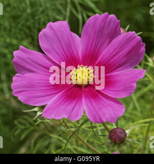 Cosmos bipinnatus, Garden Cosmos, Mexican Aster Stock Photo