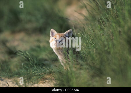 Red Fox kit watching fly past ducks in the sky Stock Photo