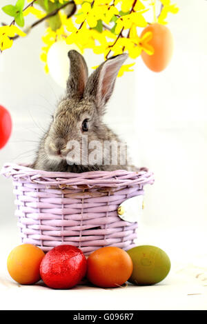Fluffy gray rabbit in basket with Easter eggs isolated on white Stock Photo