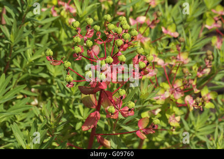 Euphorbia palustris, Marsh spurge, Marsh euphorbia Stock Photo