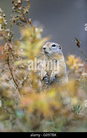 Arctic Ground Squirrel standing upright Stock Photo