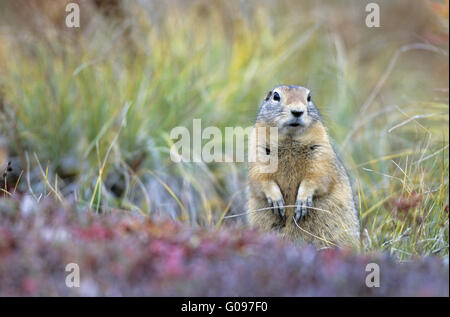 Parka Squirrel looking curious Stock Photo