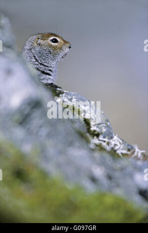 Arctic Ground Squirrel looking wakefully Stock Photo