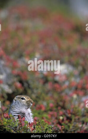 Parka Squirrel sitting upright between Blueberries Stock Photo
