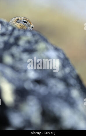 Arctic Ground Squirrel looking wakefully Stock Photo