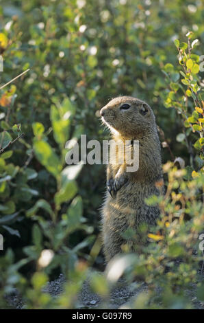 Arctic Ground Squirrel sitting upright Stock Photo