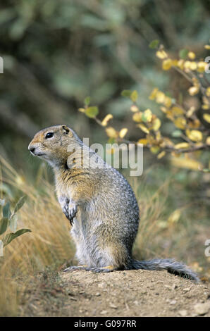Arctic Ground Squirrel sitting upright Stock Photo