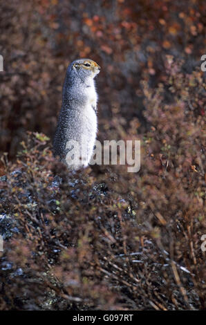 Arctic Ground Squirrel sitting upright on a rock Stock Photo