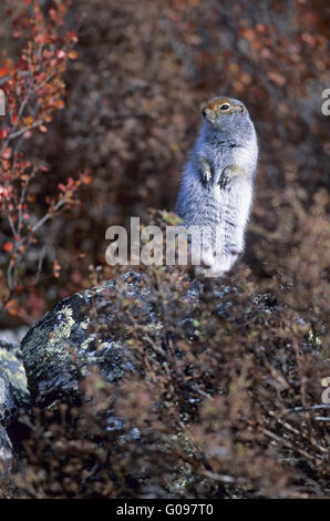 Arctic Ground Squirrel sitting upright on a rock Stock Photo