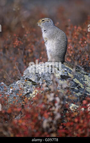 Arctic Ground Squirrel sitting upright on a rock Stock Photo