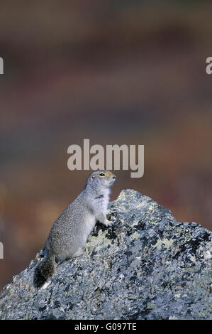 Arctic Ground Squirrel sitting upright on a rock Stock Photo