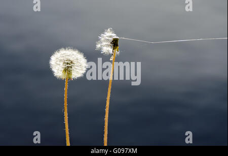 seed heads of common dandelions and spider web Stock Photo