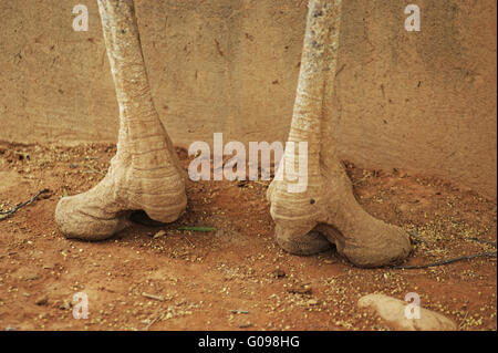legs Stock Photo