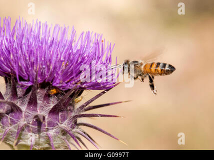 Honey bee approaching thorn flower Stock Photo
