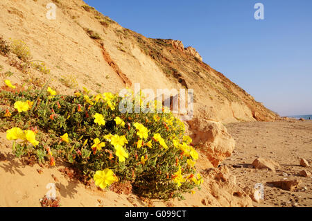 Flowers on sea shore cliff,  Netanya, Israel Stock Photo