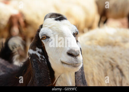 Goat portrait Stock Photo