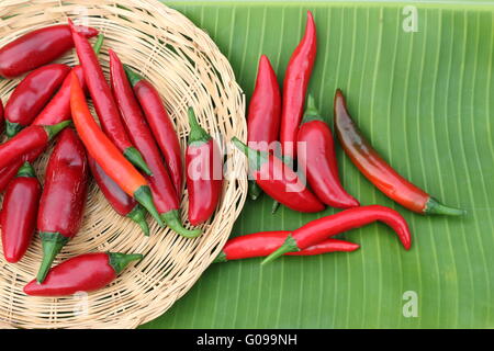 Home grown fresh long hot red chillies on banana leaf Stock Photo