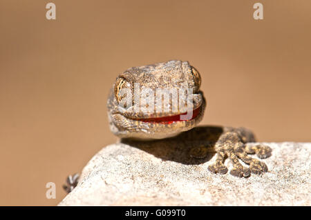 Ptyodactylus guttatus, Fan-fingered gecko Stock Photo
