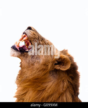 Lion isolated on white Stock Photo