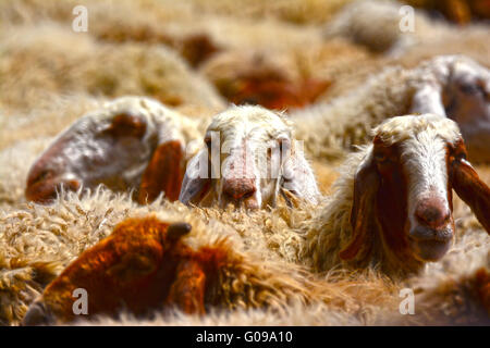 Sheep herd close up Stock Photo