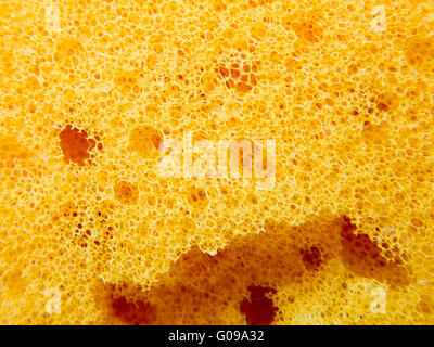 Closeup of yellow sea sponge. Stock Photo