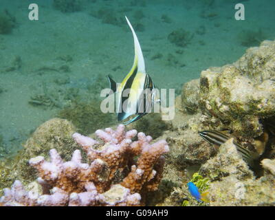 A juvenile fish moorish idol, Zanclus cornutus, Pacific ocean, underwater in the lagoon of Huahine, French Polynesia Stock Photo