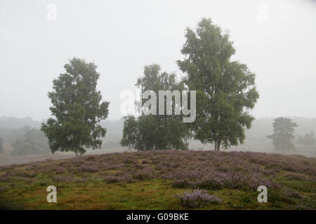 Heathlands in the early morning fog, Westruper Hei Stock Photo