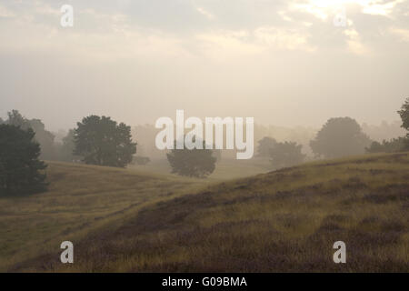 Heathlands in the early morning fog, Westruper Hei Stock Photo