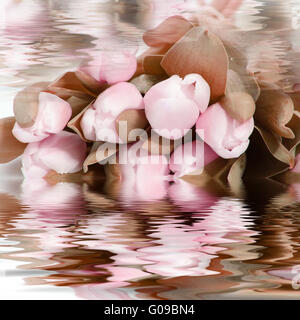 Pretty pink flowers reflected in water Stock Photo