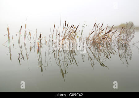 landscape with stems of reeds reflected in water Stock Photo