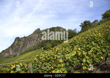 Landscape with vineyards under the Drachenfels, Ko Stock Photo