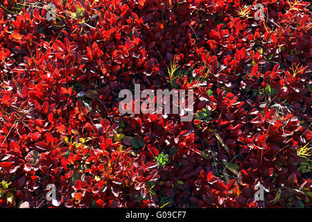 Salix herbacea, dwarf willow in autumn leaves Stock Photo