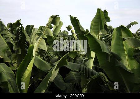 banana leaves Stock Photo