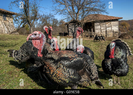 Free range domestic turkeys of meadow in mountain Stock Photo
