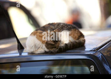 cat on the roof of the car Stock Photo