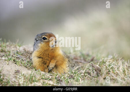 Columbian Ground Squirrel in front of the burrow Stock Photo