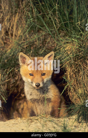 Red Fox kit looking alert out of the foxs den Stock Photo