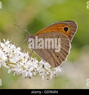 Maniola jurtina, Meadow Brown butterfly (male) Stock Photo