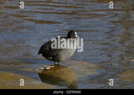 Eurasian Coot (Fulica atra) at a pond in Germany Stock Photo