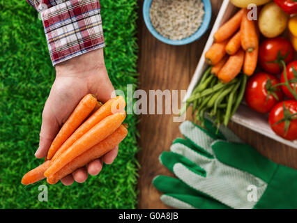 Farmer showing freshly harvested carrots in his hand, box filled with vegetables on background, top view Stock Photo