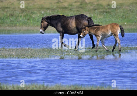 Exmoor Pony mare and foal crossing a lake Stock Photo