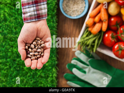Farmer holding legumes in his hands with green grass and freshly harvested vegetables on background Stock Photo