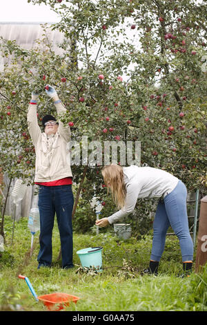 Father and daughter collecting apples in the orchard Stock Photo