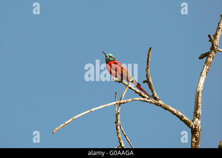 a carmin bee eater at the top of a tree at bogoria lake national park Stock Photo